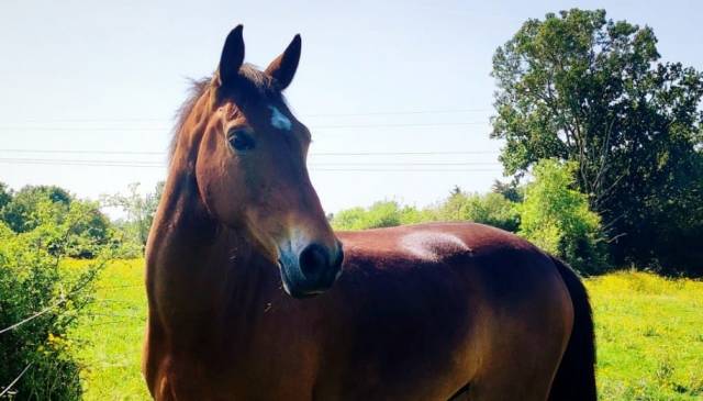 Hongre selle français de 10 ans (cce, cso et dressage )