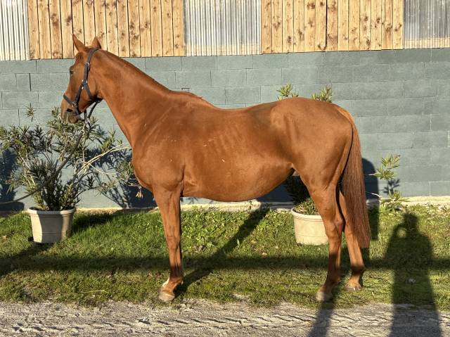 cheval de 10 ans loisirs/balade