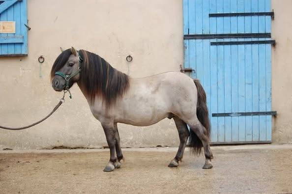 Etalon shetland grullo roan