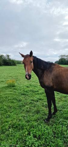 Poulinière selle français originel, 3.5 pts pace