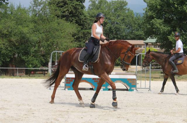 Magnifique hongre allemand 5 ans