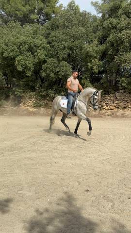 Cheval espagnol