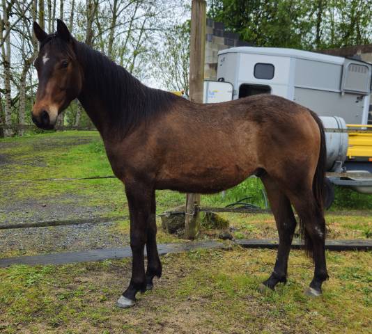 Poney hongre pfs