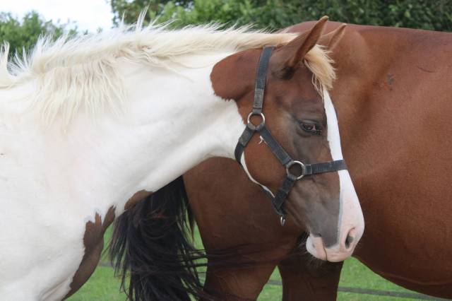 Poulain zangersheide pie alezan parents sur csi** 145