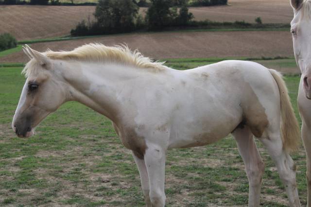 Pouliche aes pie palomino