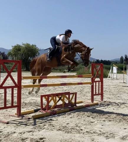 Jument de sport sfo x andiamo semilly