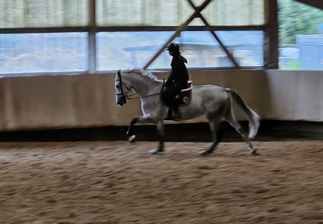 Vendre jument 8 ans - selle française - cso 