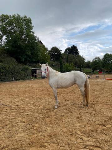 Femelle connemara 5 ans 
