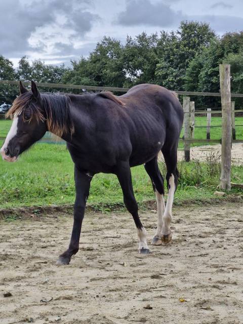 Paint horse