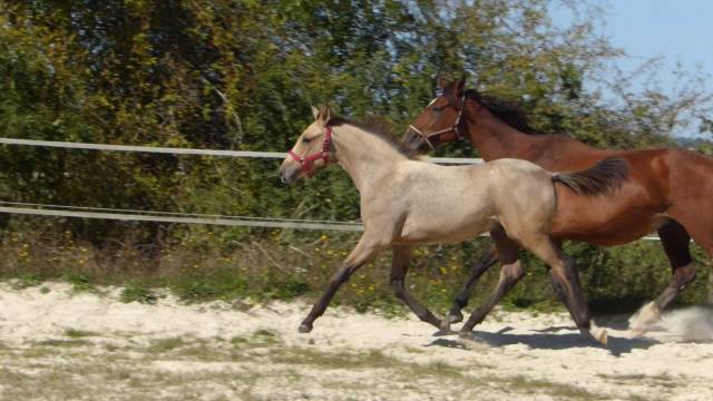 Superbe foal isabelle pour sport