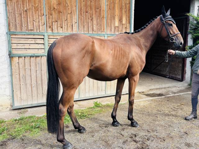 Jeune cheval
