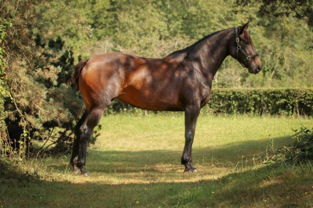 Jument 4 ans selle français originel