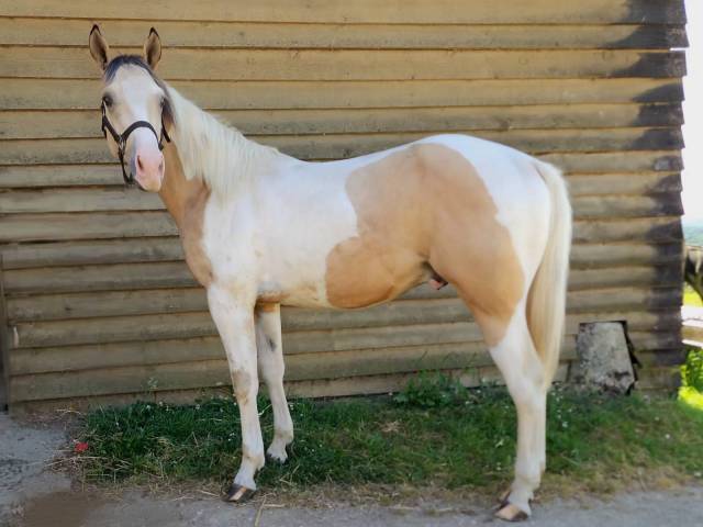 Paint horse pp