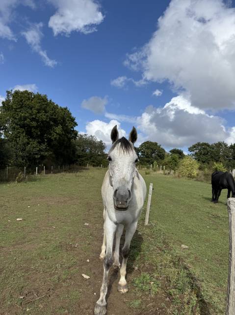 Cheval pur sang arabe 