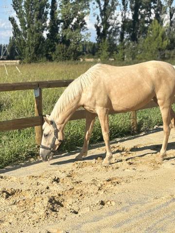 Jument pre palomino