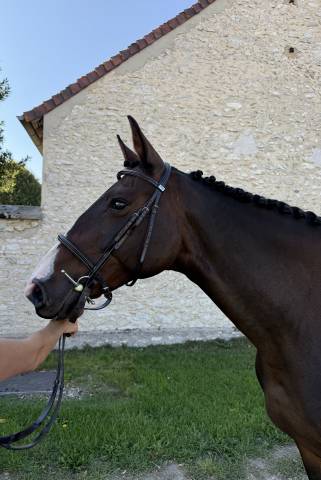 Jument pp irish sport horse 2014