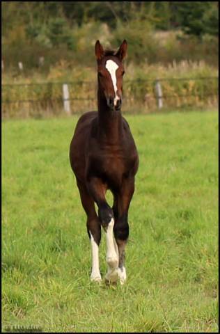 Pouliche cso bai foncée gros potentiel souche 145