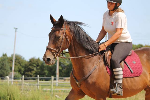 Cheval ps hongre