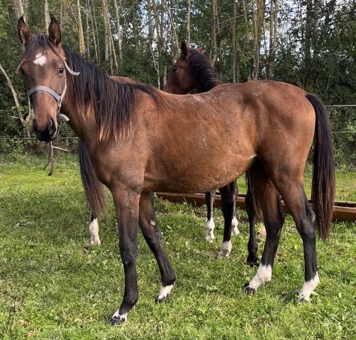 Pouliche sf ( controe  x champs elysees x le tot)