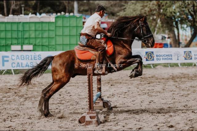 Cheval pre 5 ans