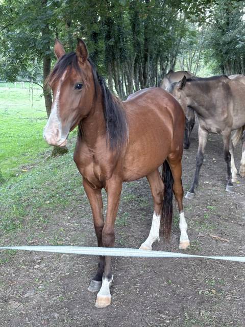 Poney arabe sport 