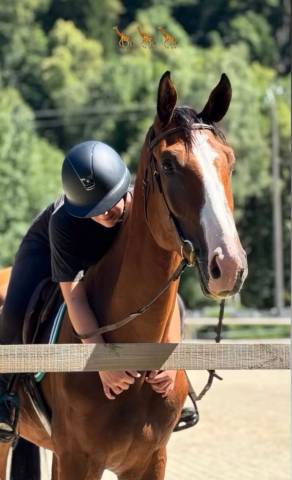 Cheval de loisir 