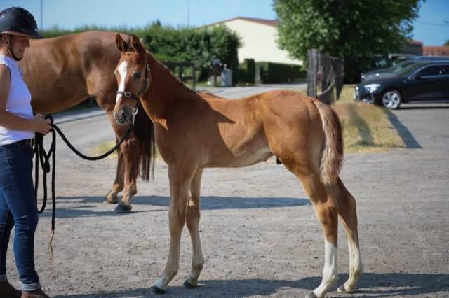 Pearl des tourelles 