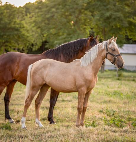 Pouliche pure race espagnole 