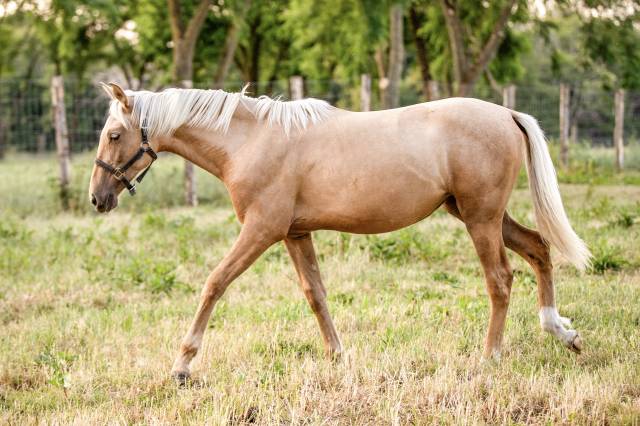 Pouliche pure race espagnole 