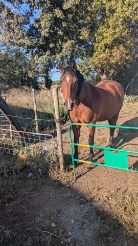 Cheval de retraite