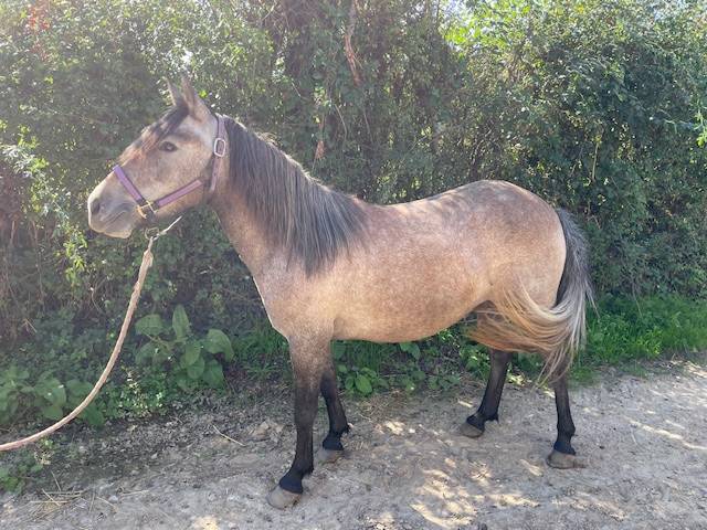 Ponette oncp