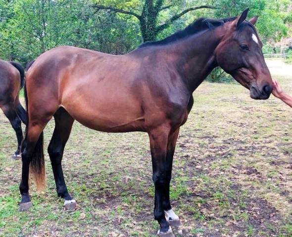 Jument de 7 ans par diamant de semilly