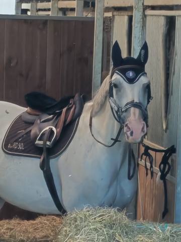 Cheval de cso 12 ans