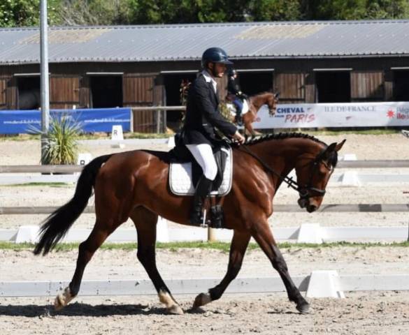 à vendre – jument de sport 4 ans