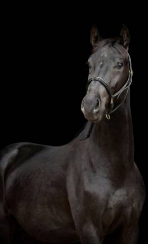Cheval top origine dressage