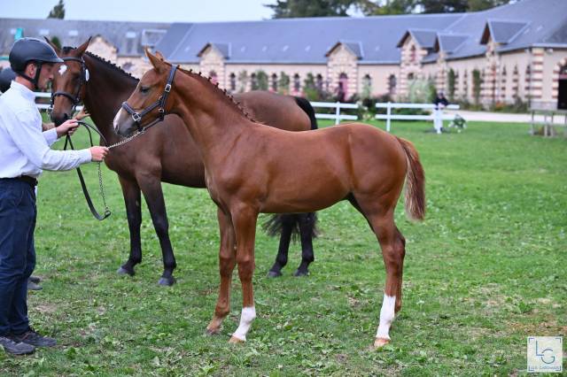 Foal alezan sf
