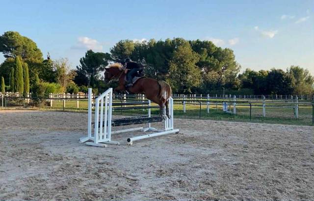 Jument 5 ans sf kama d’amaury x quality bois margot