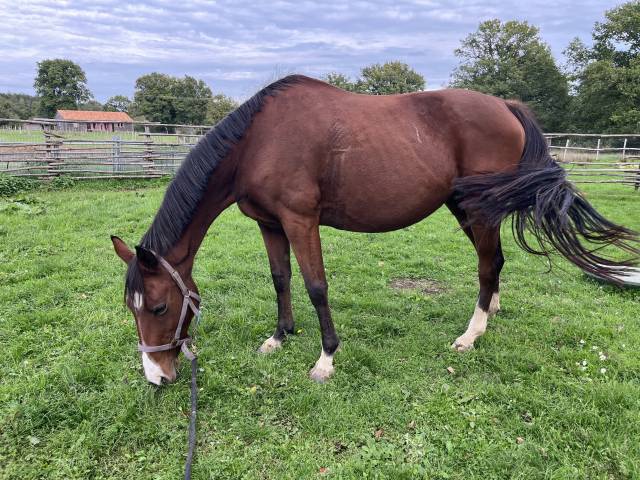 Jument aa poulinière montable