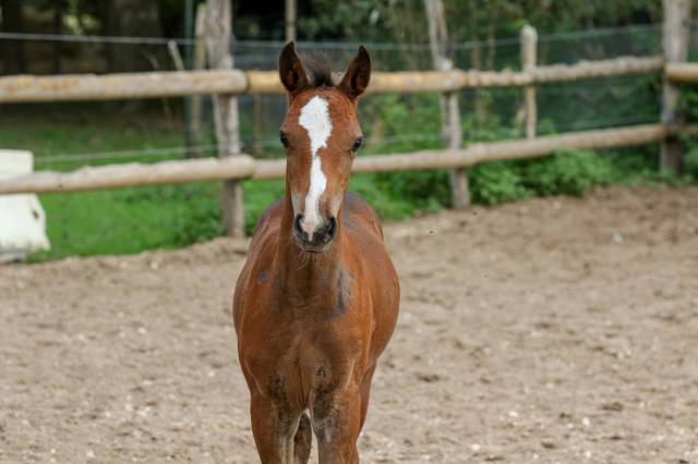 Poulain welsh part bred - cooper vd heffinck