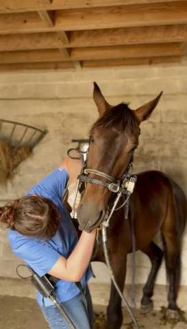 Nina sédard - technicien dentaire équin