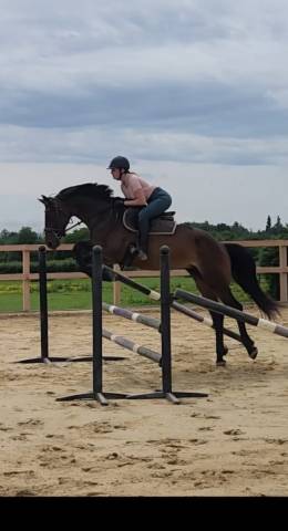 Jument à confier rhône 