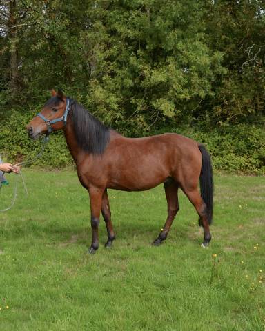 Poney plein papier  11 ans 150cm