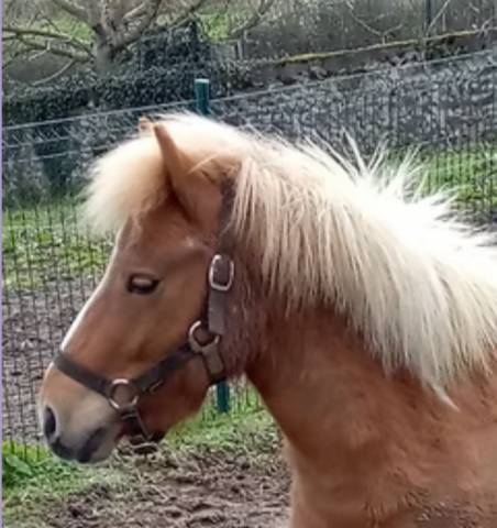 Hongre shetland