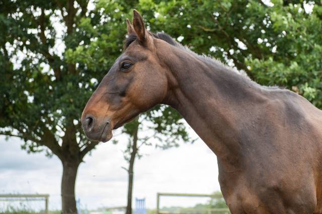 Cheval hongre oc, 14 ans, environ 1m55