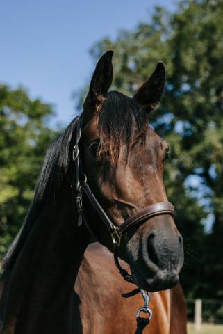Poulain de 2 ans par tenareze x quality bois margot