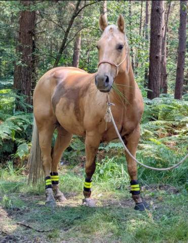 Hongre quarter horse palomino