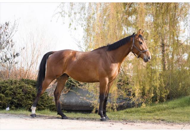 Plusieurs chevaux disponibles