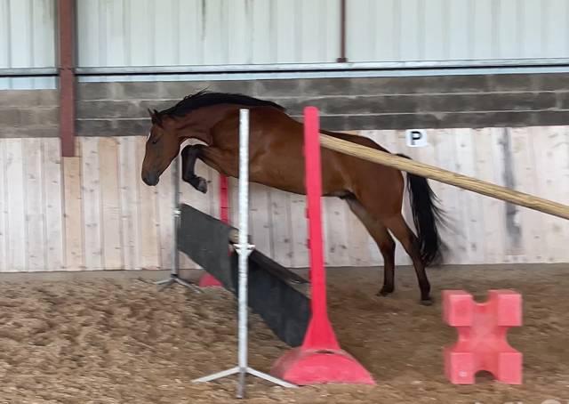 Poney hors cote
