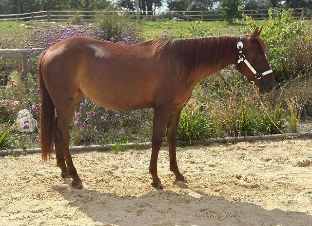 Jument qh - reining all around