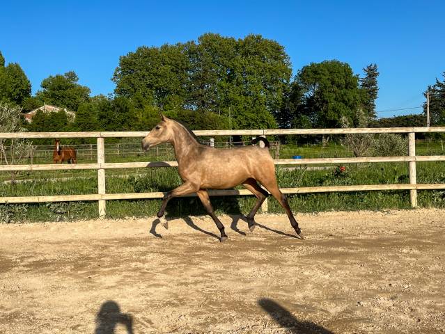 Pouliche pure race espagnole
